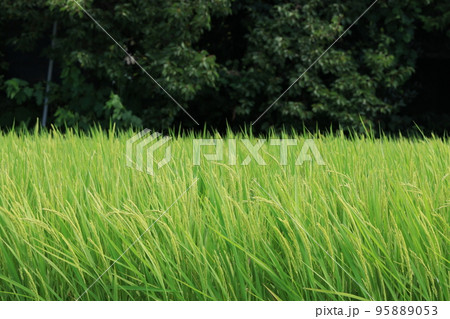 実り始めたまだ青い稲 95889053