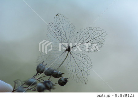 紫陽花の葉脈 95889123