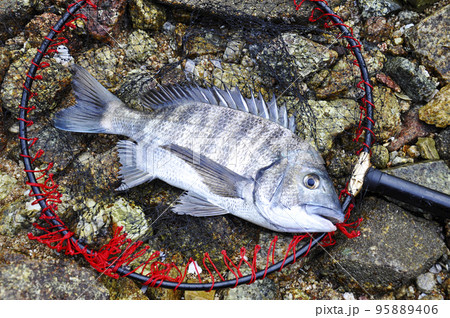 釣れた黒鯛 95889406