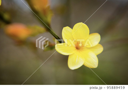 黄梅の花のクローズアップ 95889459