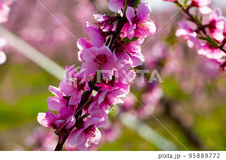 Flowering peach trees on field Flowering peach trees on field 95889772
