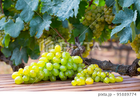 Bunches of ripe white grape on wooden table in vineyard Bunches of ripe white grape on wooden table in vineyard 95889774