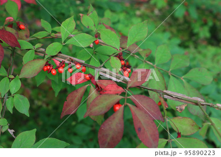 ニシキギ、イメージ 95890223