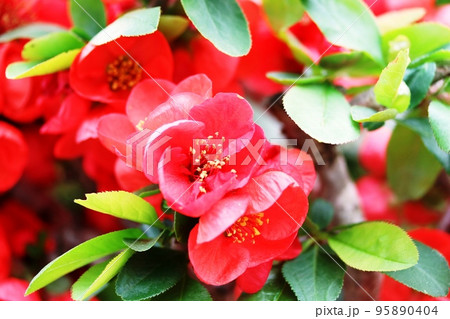 4月に咲く赤い大きなボケ（木瓜）の花の写真素材 [95890404] - PIXTA