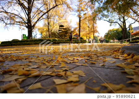 晩秋の夕方の公園の散歩 95890621