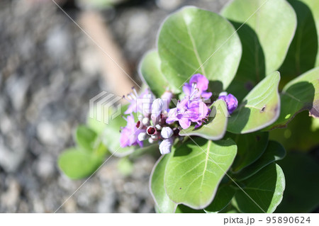 海浜植物・ハマゴウ（浜栲）の花 95890624