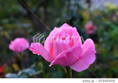庭に咲く薔薇　ピンク色 95890808