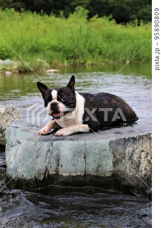 川遊びの人気スポットときがわ町の都幾川で遊び飛び石に上がって可愛く見つめるボストンテリアのマイティ君 95890809