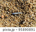 浜辺に打ち上げられた小さな魚 95890891