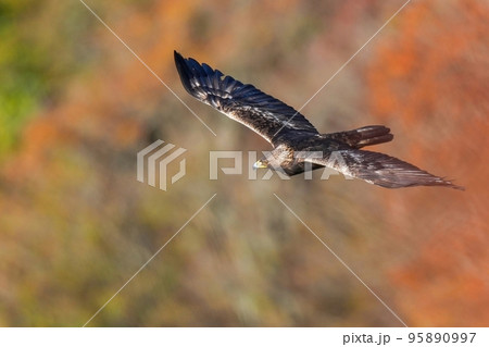 紅葉バックに悠然と飛ぶイヌワシ成鳥 95890997