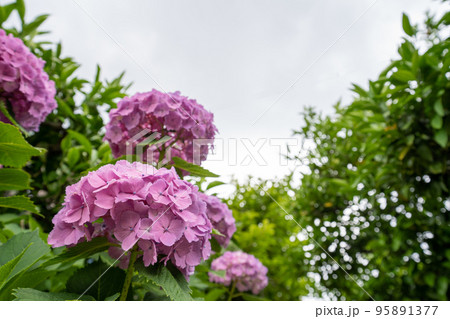 梅雨空と満開の紫陽花 梅雨空と満開の紫陽花 95891377