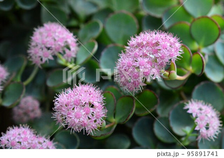 ピンク色のミセバヤ (玉緒) ピンク色のミセバヤ (玉緒) 95891741