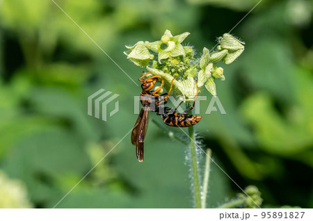 セグロアシナガバチ 95891827