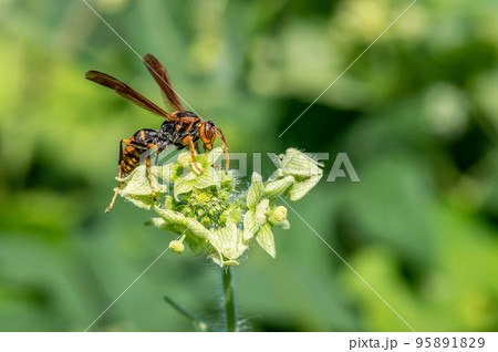 セグロアシナガバチ セグロアシナガバチ 95891829