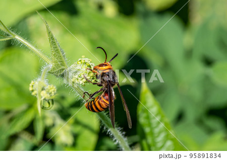 オオスズメバチ オオスズメバチ 95891834