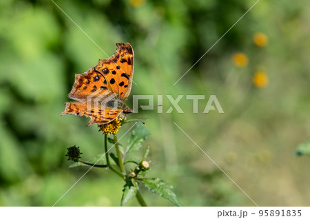 キタテハの吸蜜 95891835