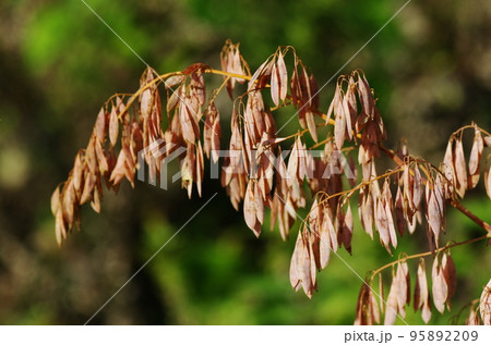 タケニグサの実 95892209