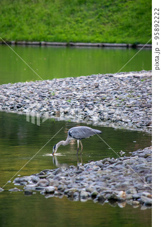 池の水を飲む鳥 池の水を飲む鳥 95892222