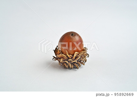 茶色いクヌギの実（秋、十一月） 95892669