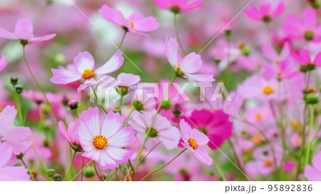 コスモスの花(Cosmos flower) コスモスの花(Cosmos flower) 95892836
