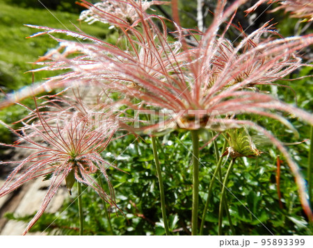 チングルマの綿毛 95893399