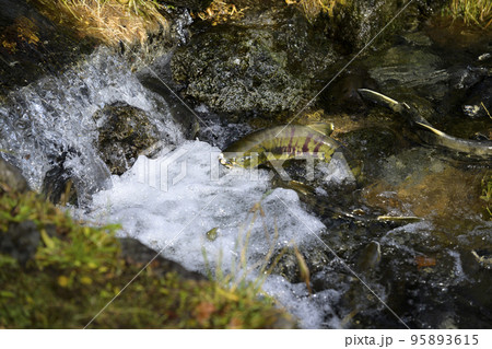 ジャンプして遡上する鮭 95893615