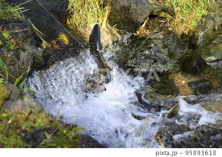 ジャンプして遡上する鮭 ジャンプして遡上する鮭 95893618