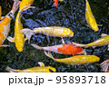 Japanese koi carp fish, a beautiful medium-sized colourful asian fishes swimming in clear freshwater pond background. 95893718