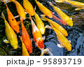 Japanese koi carp fish, a beautiful medium-sized colourful asian fishes swimming in clear freshwater pond background. 95893719