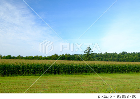 9月の美瑛の朝 95893780