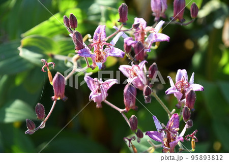 ホトトギス（杜鵑草） 95893812