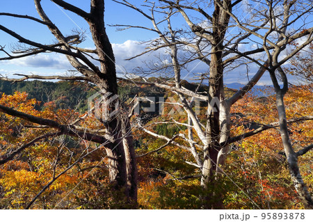 ロマンチック茨城(奥久慈男体山登山道。初秋の頂上付近はまるで幾何学的な絵画を見ているようでした。) ロマンチック茨城(奥久慈男体山登山道。初秋の頂上付近はまるで幾何学的な絵画を見ているようでした。) 95893878