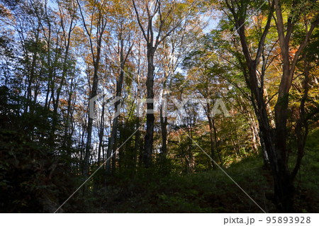 ロマンチック茨城(豊かな森のオアシス、ここは奥久慈男体山登山道の大円地越休憩所です。) ロマンチック茨城(豊かな森のオアシス、ここは奥久慈男体山登山道の大円地越休憩所です。) 95893928