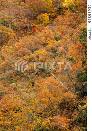 雪崩斜面の紅葉は鮮やか 福島県只見町 雪崩斜面の紅葉は鮮やか 福島県只見町 95893959