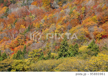 里山の麓から紅葉の樹林を見上げる　福島県只見町 95893961