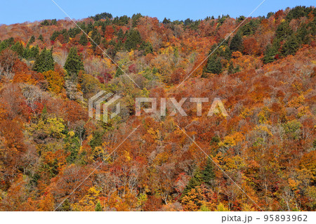 里山の紅葉は鮮やか　福島県只見町 95893962