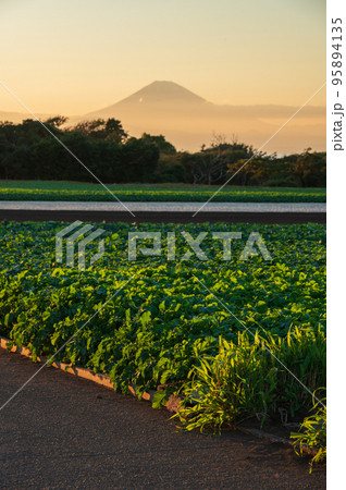 初声町の野菜畑 富士山が見える農村風景 初声町の野菜畑 富士山が見える農村風景 95894135