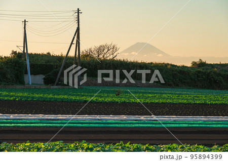 夕空の浮かぶ富士山と野菜畑の風景 95894399