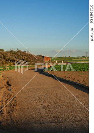 夕方の田舎道　初声町の農道 95894710