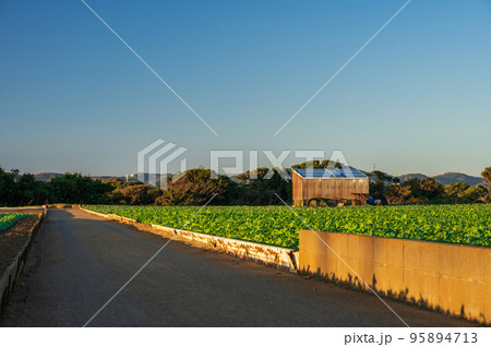 夕方の田舎道　初声町の農道 95894713