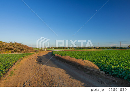 初声町の農道　野菜畑を通る道 95894839