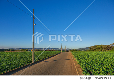 初声町の田舎道 野菜畑を通る道 初声町の田舎道 野菜畑を通る道 95894944