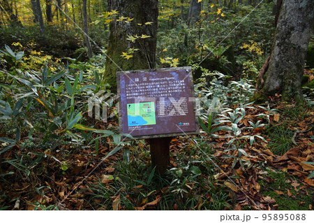 蔦温泉周辺の沼めぐり ② 鏡沼【青森県十和田市奥入瀬・十和田八幡平国立公園 】 蔦温泉周辺の沼めぐり ② 鏡沼【青森県十和田市奥入瀬・十和田八幡平国立公園 】 95895088