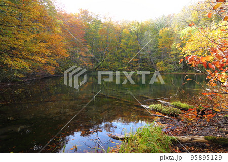 蔦温泉周辺の沼めぐり  ③ 月沼【青森県十和田市奥入瀬・十和田八幡平国立公園 】 95895129