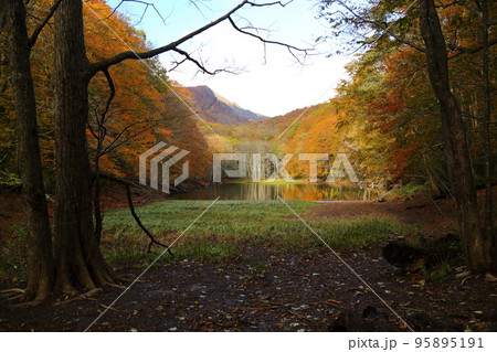 蔦温泉周辺の沼めぐり  ④ 長沼【青森県十和田市奥入瀬・十和田八幡平国立公園 】 95895191