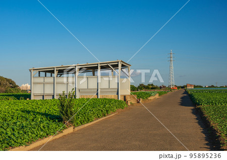 初声町の田舎道 野菜畑の農道 初声町の田舎道 野菜畑の農道 95895236