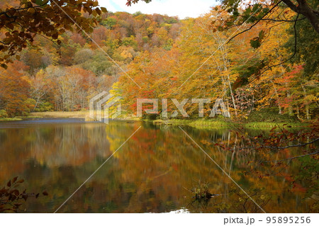 蔦温泉周辺の沼めぐり ⑤ 菅沼【青森県十和田市奥入瀬・十和田八幡平国立公園 】 蔦温泉周辺の沼めぐり ⑤ 菅沼【青森県十和田市奥入瀬・十和田八幡平国立公園 】 95895256
