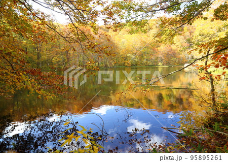 蔦温泉周辺の沼めぐり  ⑤ 菅沼【青森県十和田市奥入瀬・十和田八幡平国立公園 】 95895261