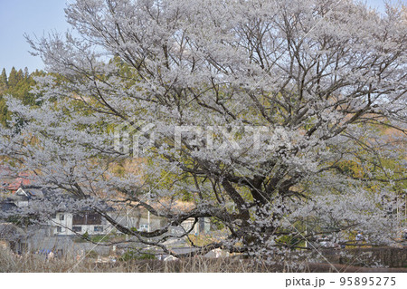 2代目の醍醐桜が満開となっている 95895275