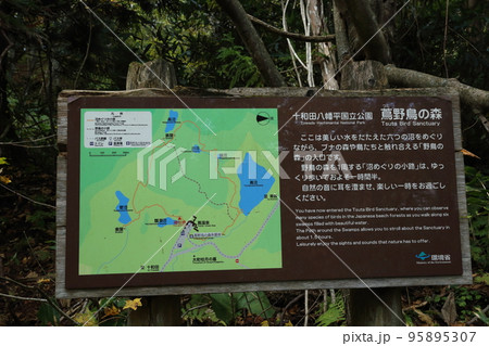 蔦温泉周辺の沼めぐり  ⑥ ひょうたん沼【青森県十和田市奥入瀬・十和田八幡平国立公園 】 95895307